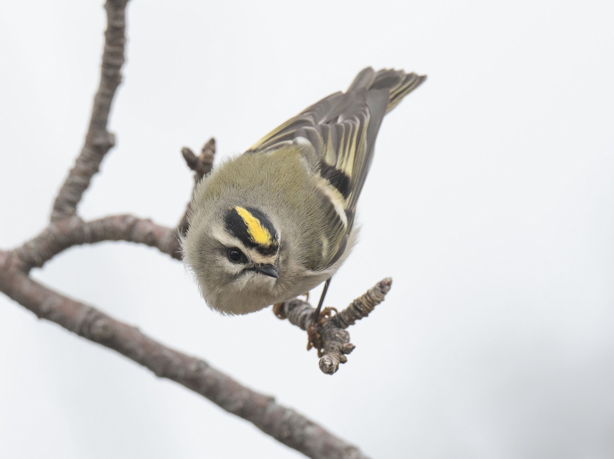 Golden-crowned Kinglet - ML645277014