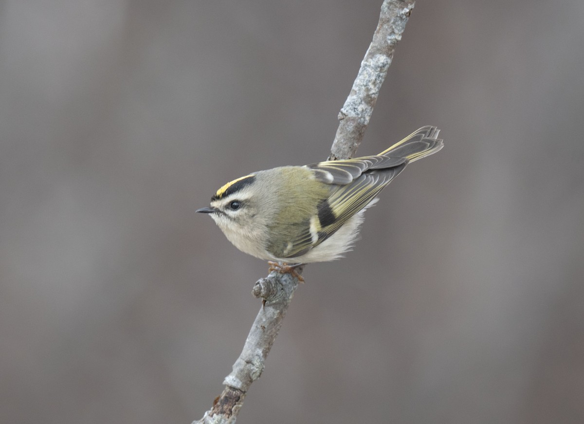 Golden-crowned Kinglet - ML645277023