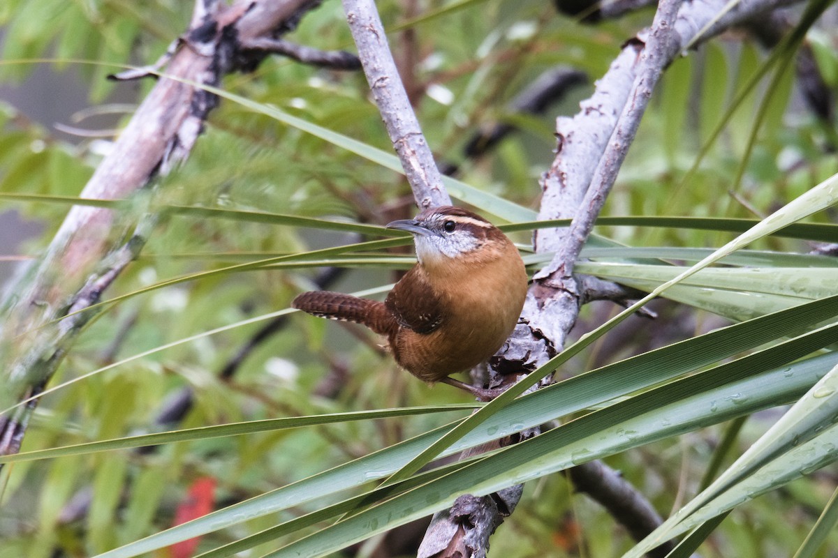 Carolina Wren - ML645277024