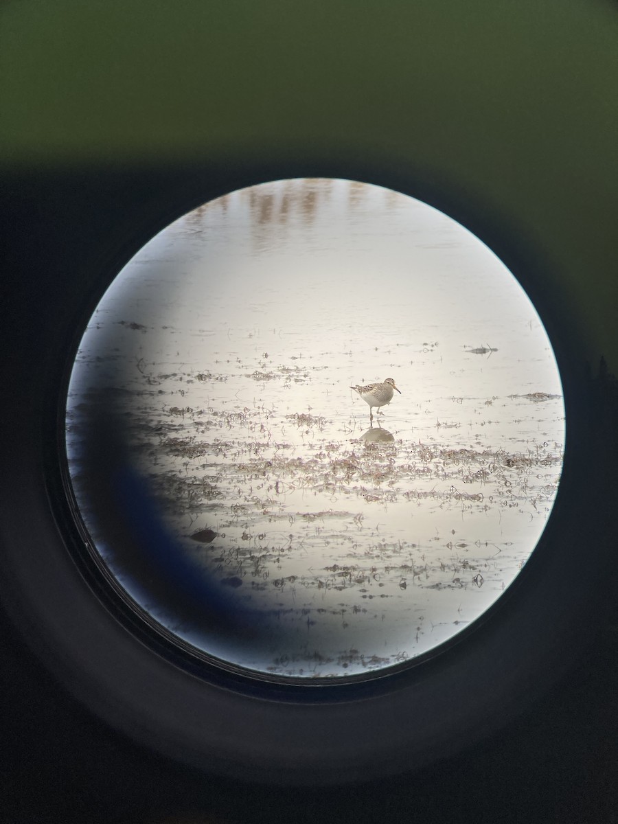 Pectoral Sandpiper - ML645277025