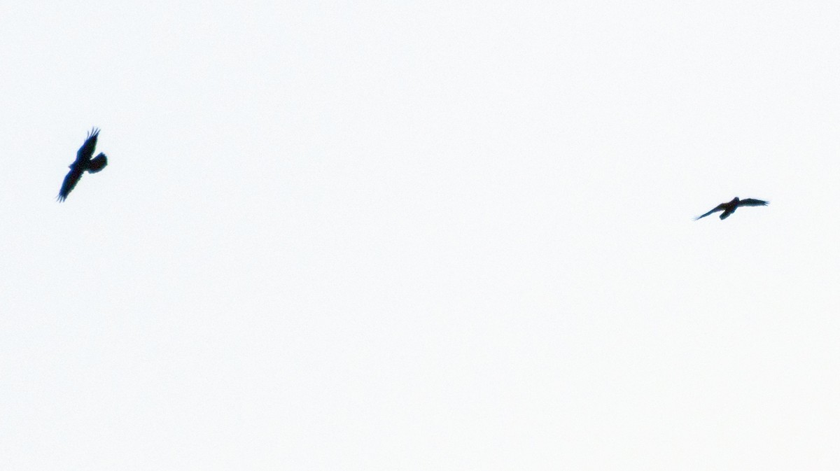 Common Raven - ML645277036