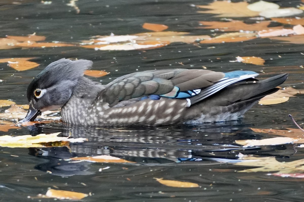 Ahate karolinarra - ML645277039