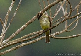Piratic Flycatcher - ML645277054