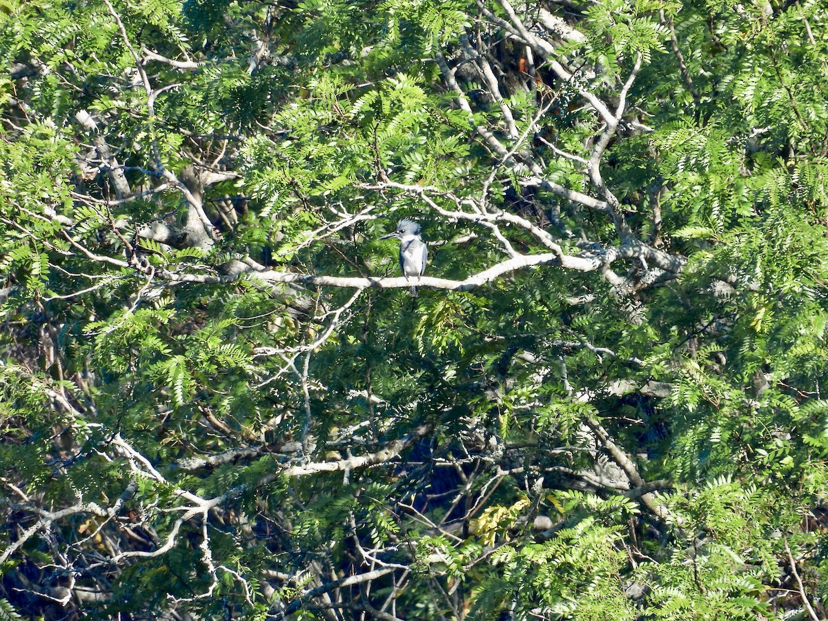 Belted Kingfisher - ML645277073