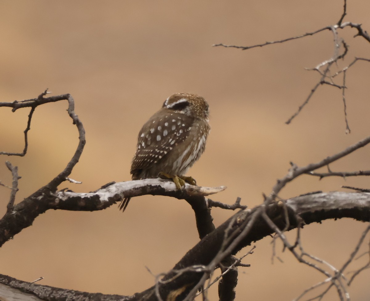 Austral Pygmy-Owl - ML645277077