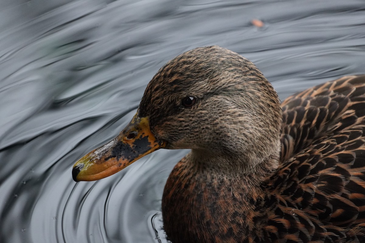 綠頭鴨 - ML645277079