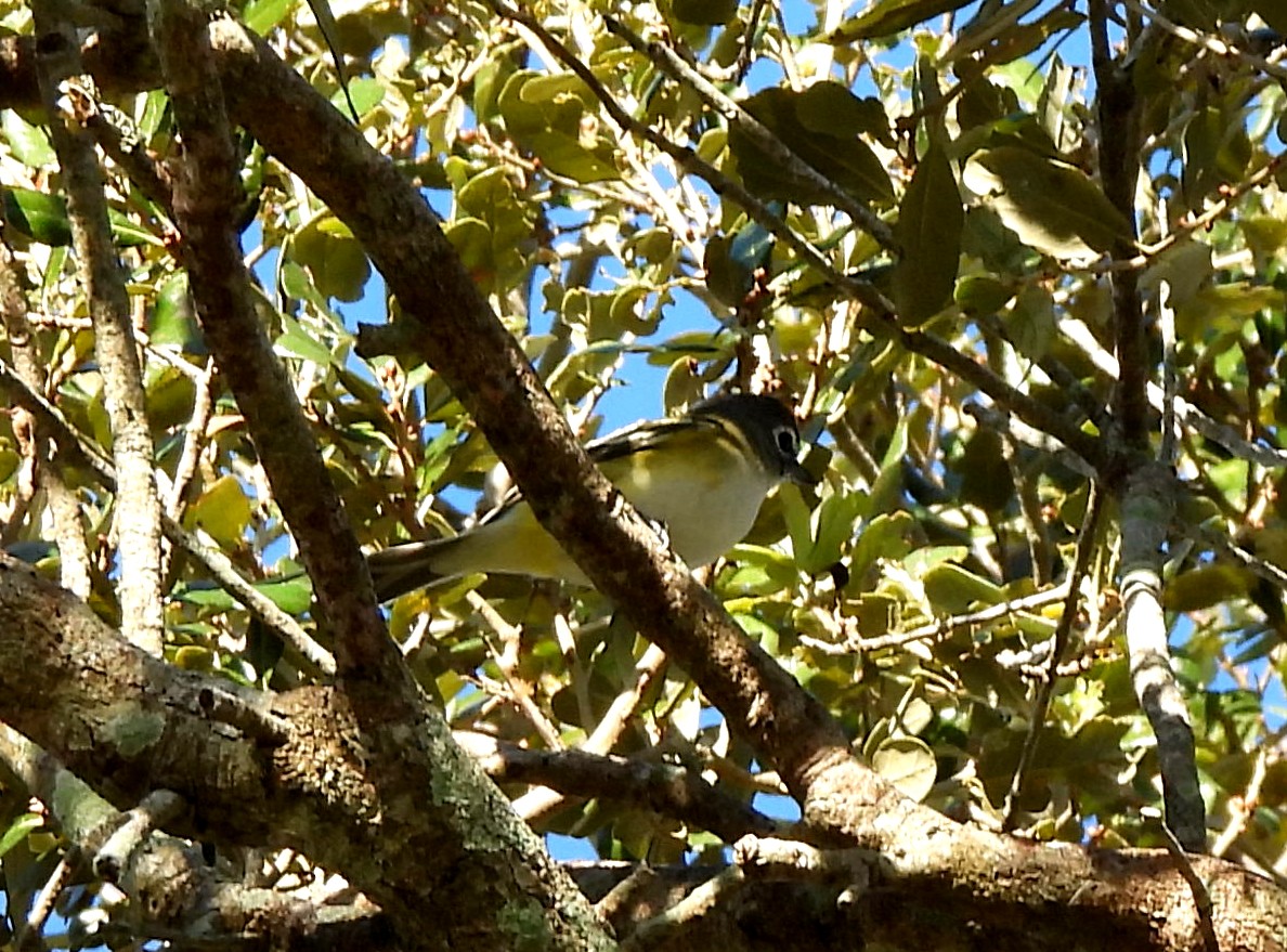 フタスジモズモドキ - ML645277081