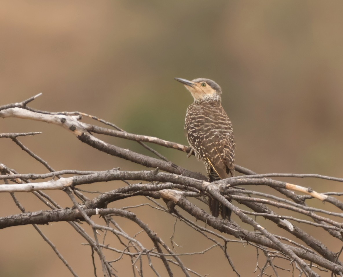 Chilean Flicker - ML645277087