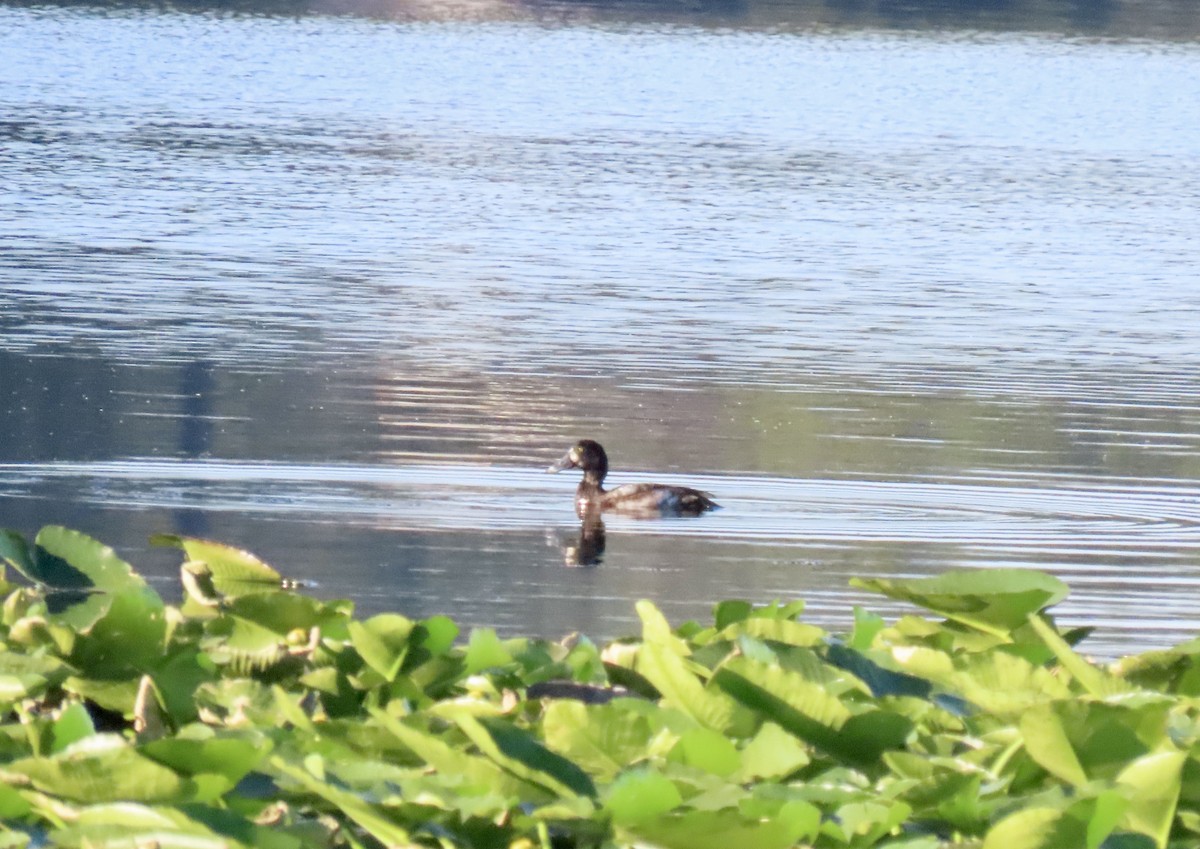 Greater Scaup - ML645277097