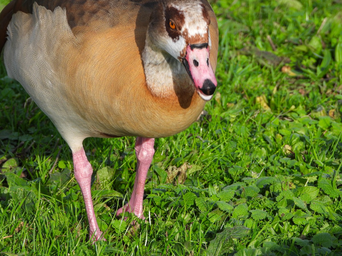 husice nilská - ML645277098