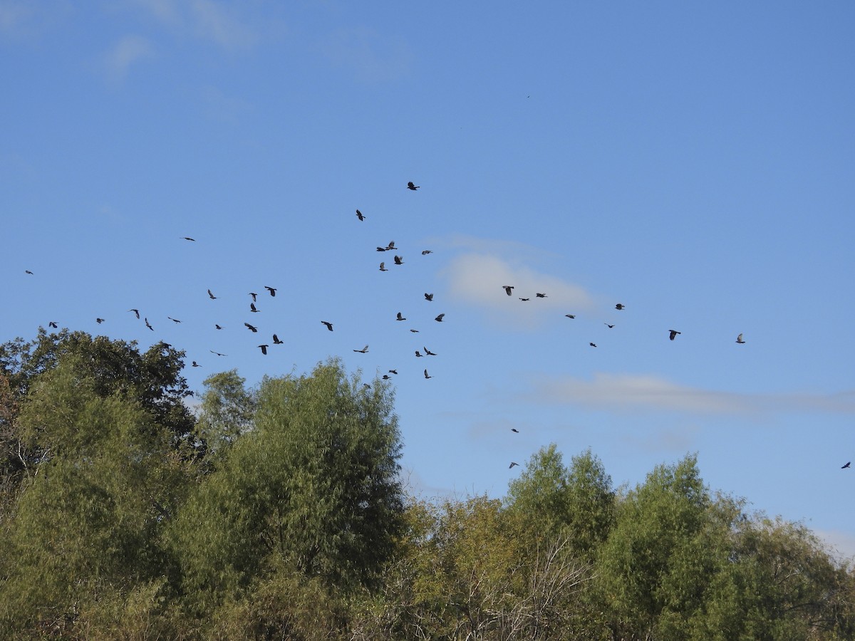 American Crow - ML645277111