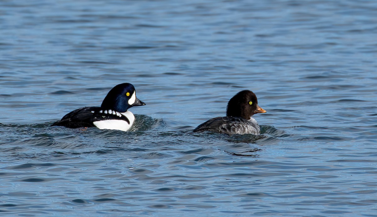 Barrow's Goldeneye - ML645277118