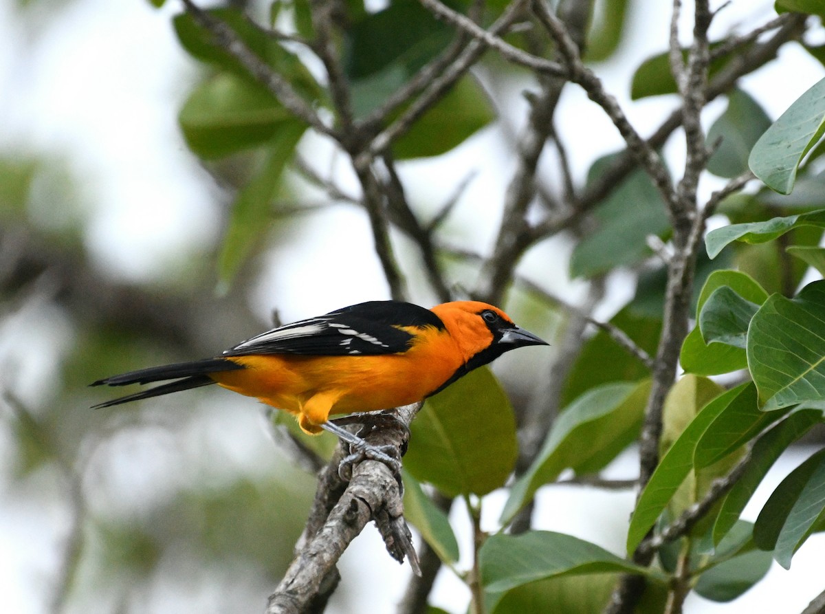 Altamira Oriole - ML645277128