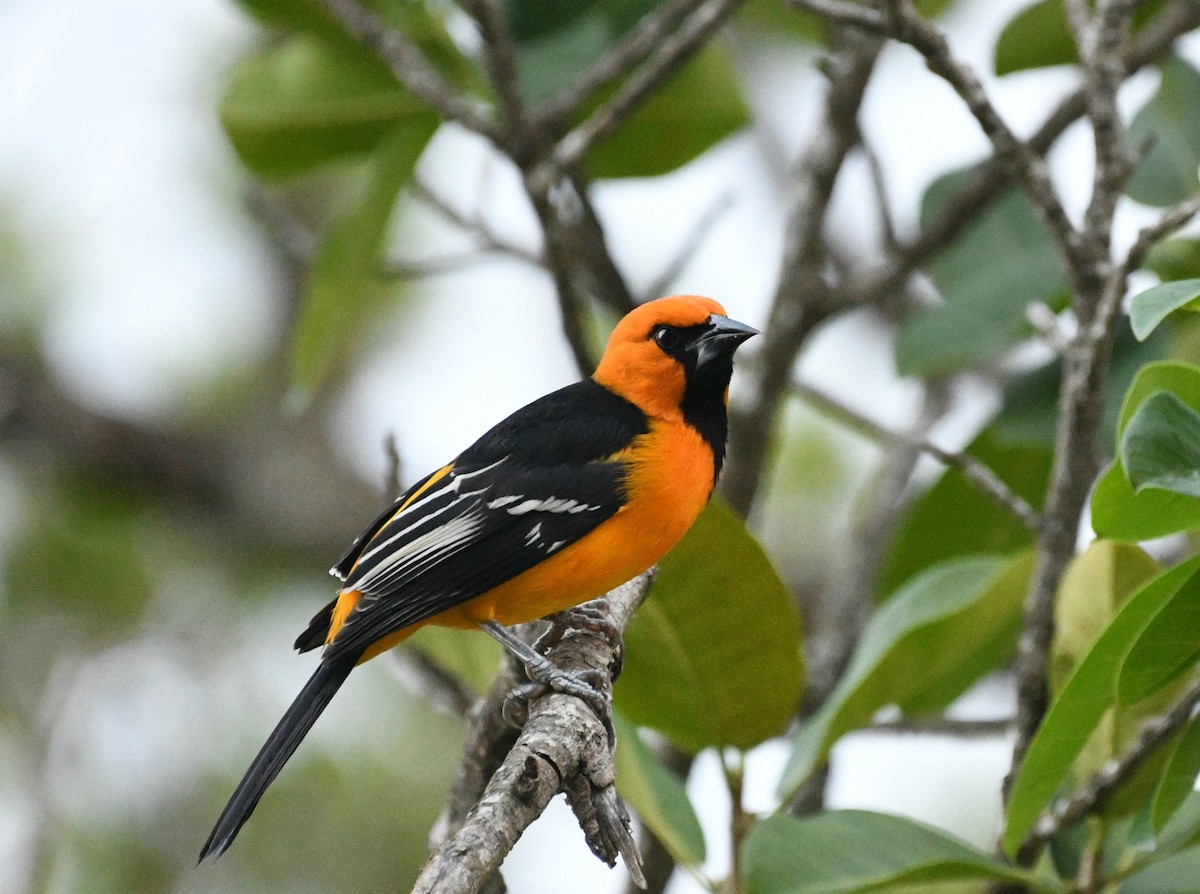 Altamira Oriole - ML645277129