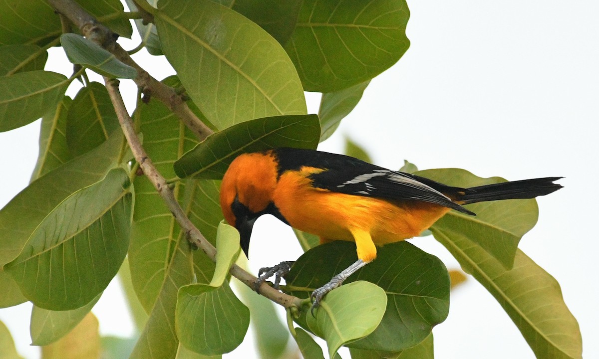 Altamira Oriole - ML645277130
