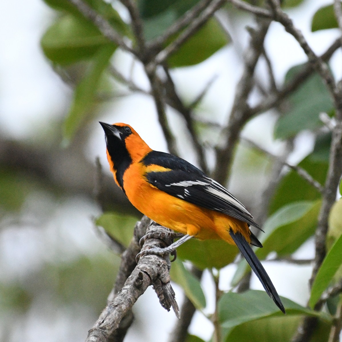 Altamira Oriole - ML645277131