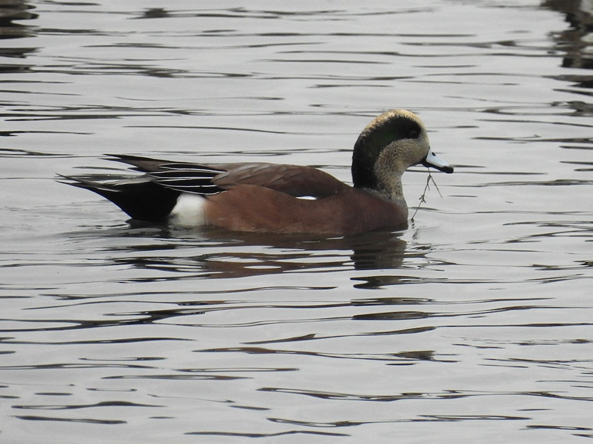 American Wigeon - ML645277146