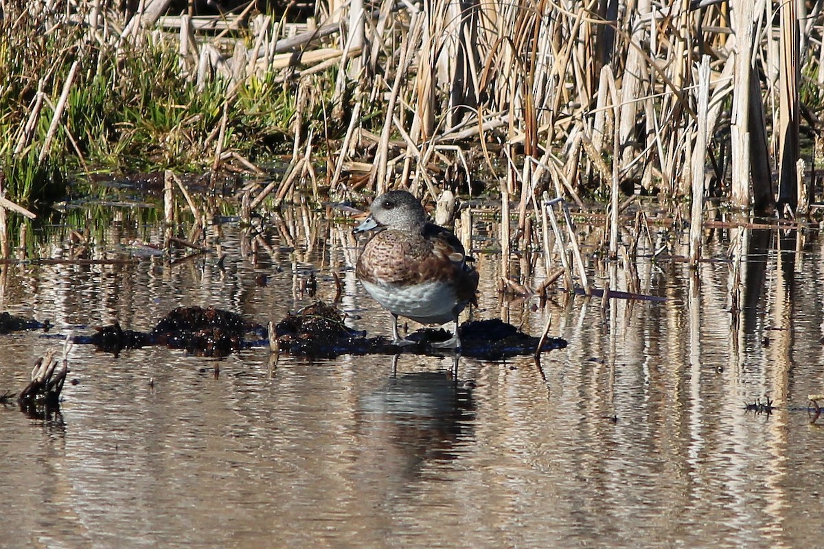 American Wigeon - ML645277150