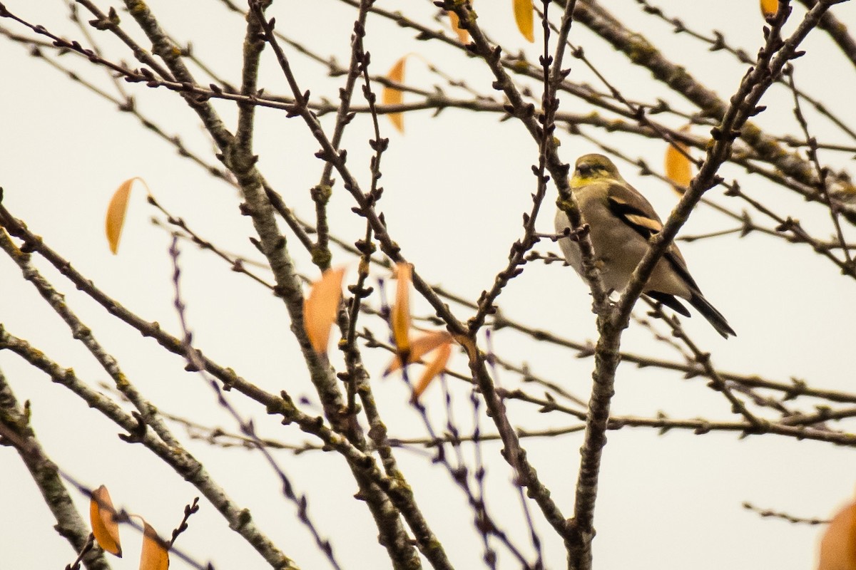 Altın İskete - ML645277151