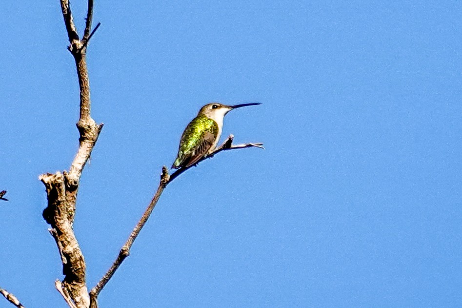 Colibrí Gorjirrubí - ML645277160