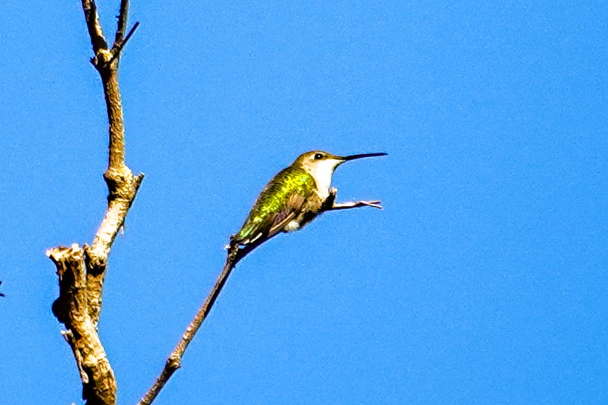 Colibrí Gorjirrubí - ML645277165