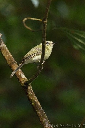 Phylloscartes sp. - ML645277172