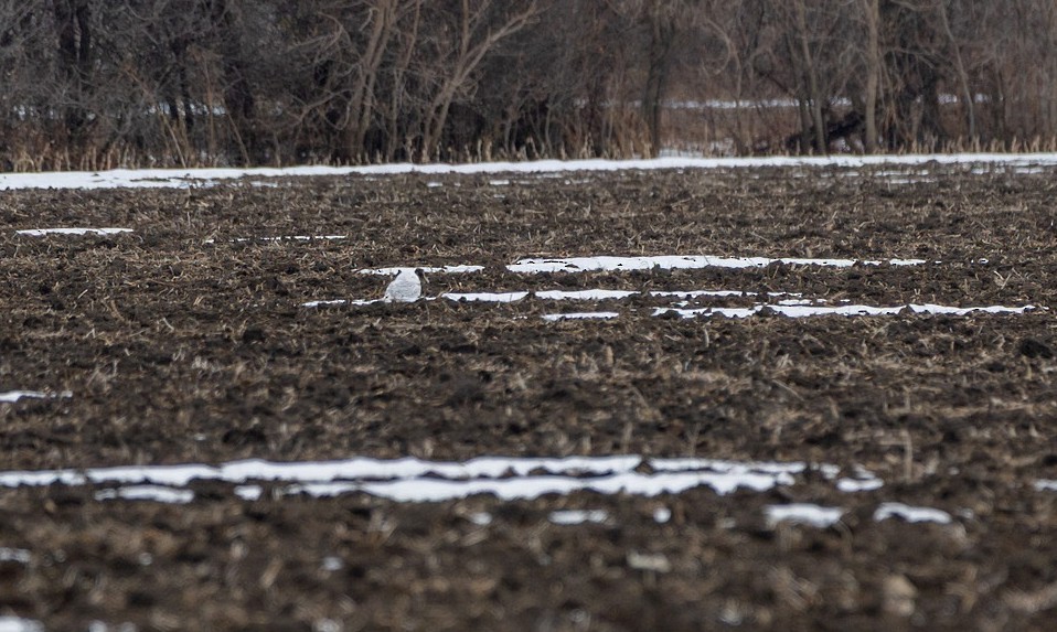 Snowy Owl - ML645277176