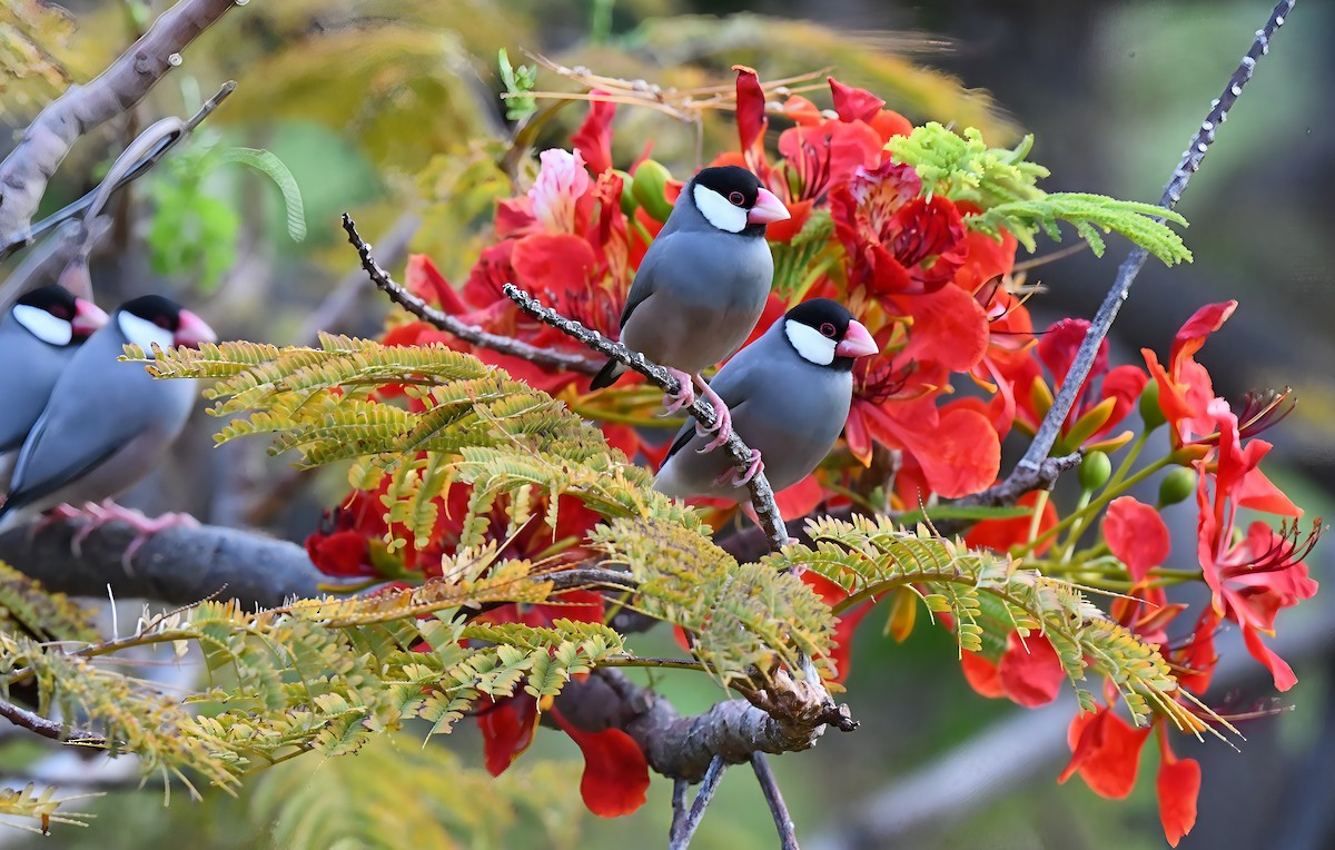 Java Sparrow - ML645277178