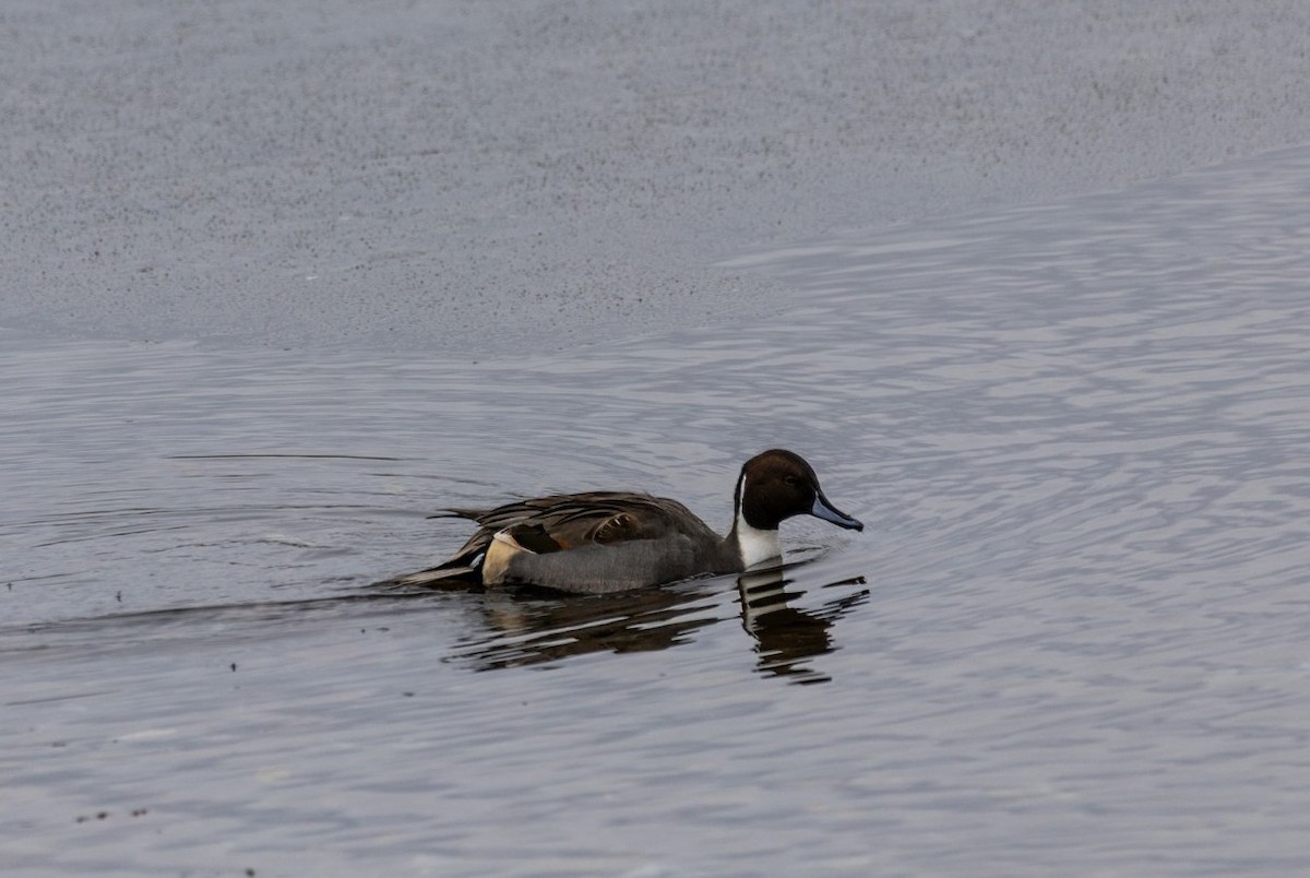 Northern Pintail - ML645277210