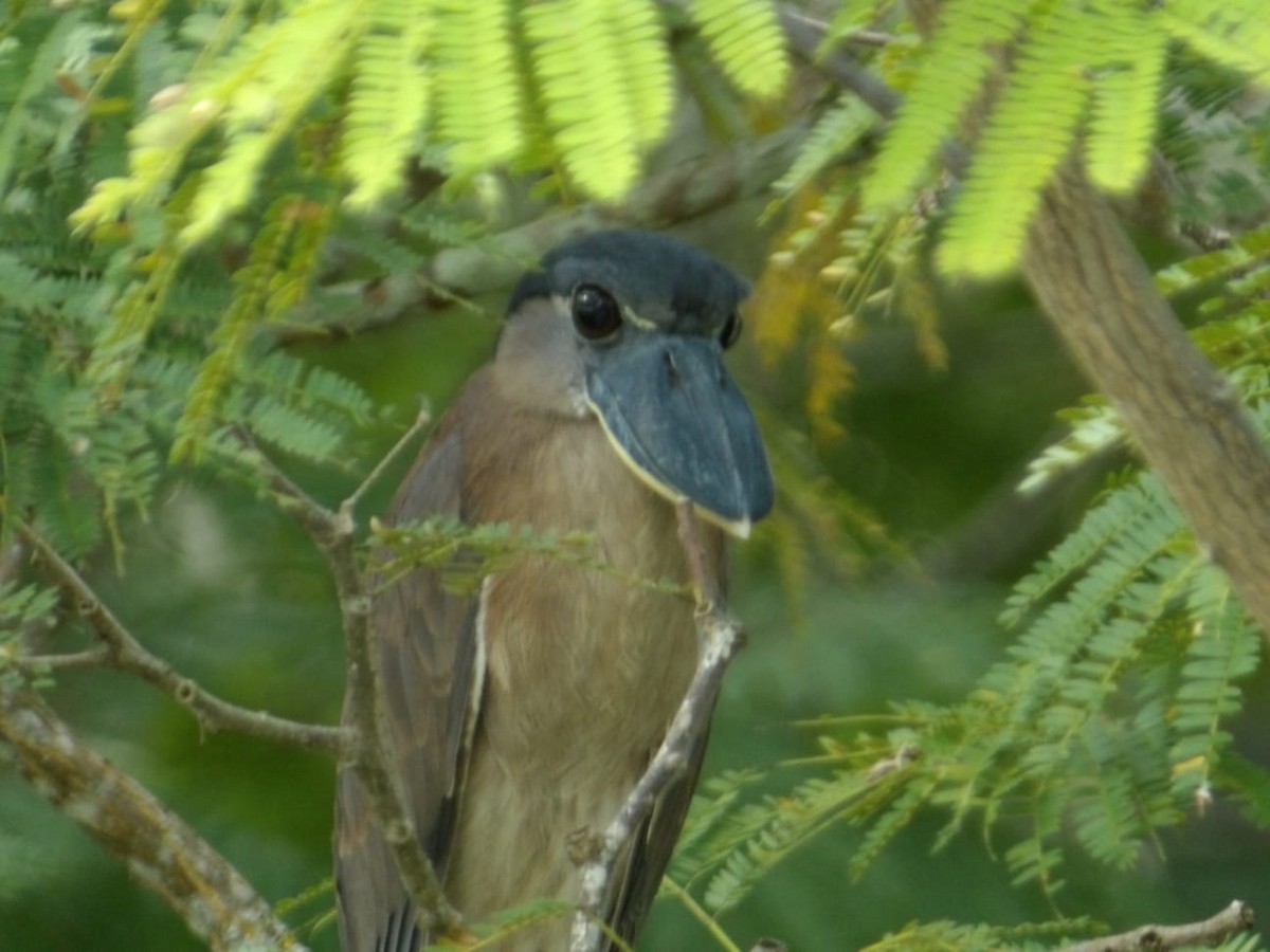 Boat-billed Heron - ML645277213