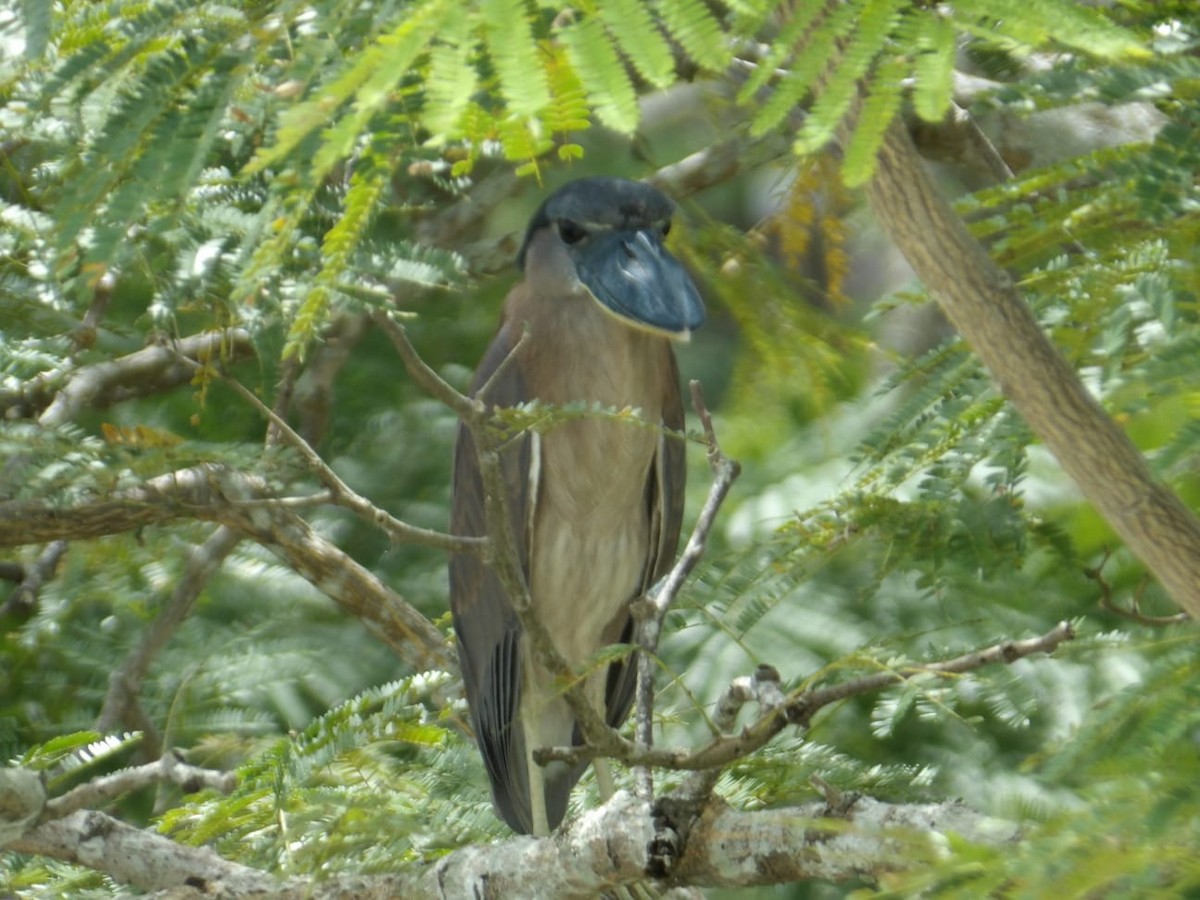 Boat-billed Heron - ML645277214
