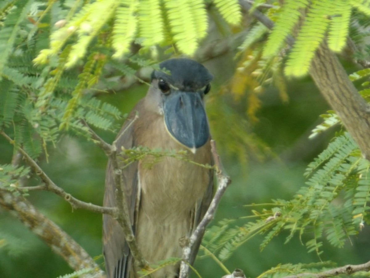Boat-billed Heron - ML645277215