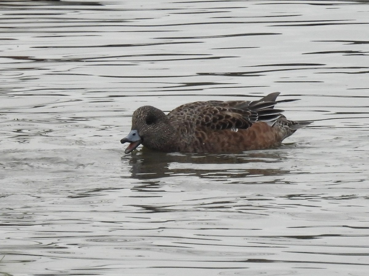 American Wigeon - ML645277216