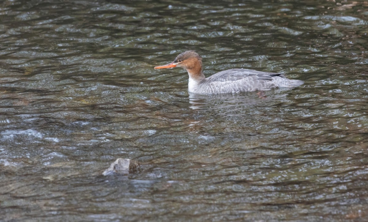 Red-breasted Merganser - ML645277221