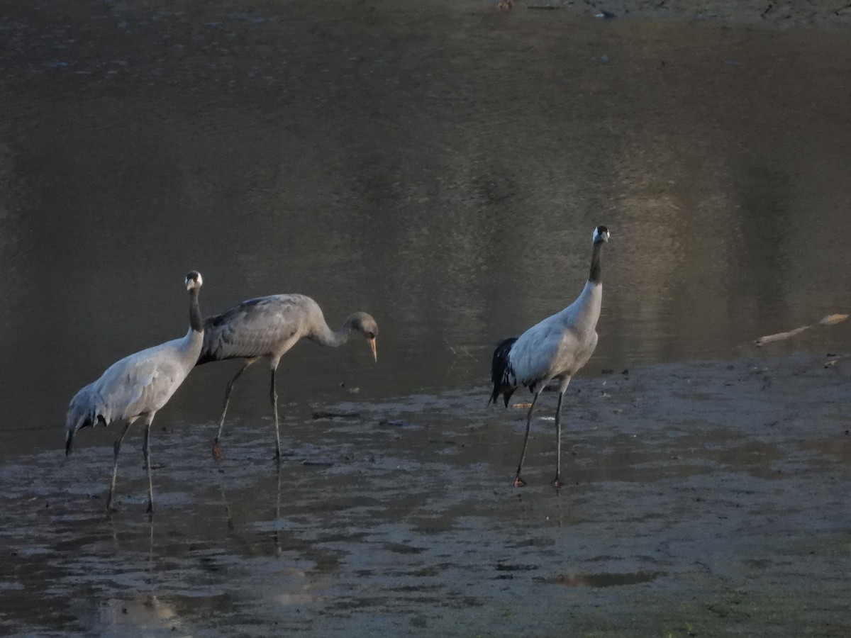 Common Crane - ML645277223