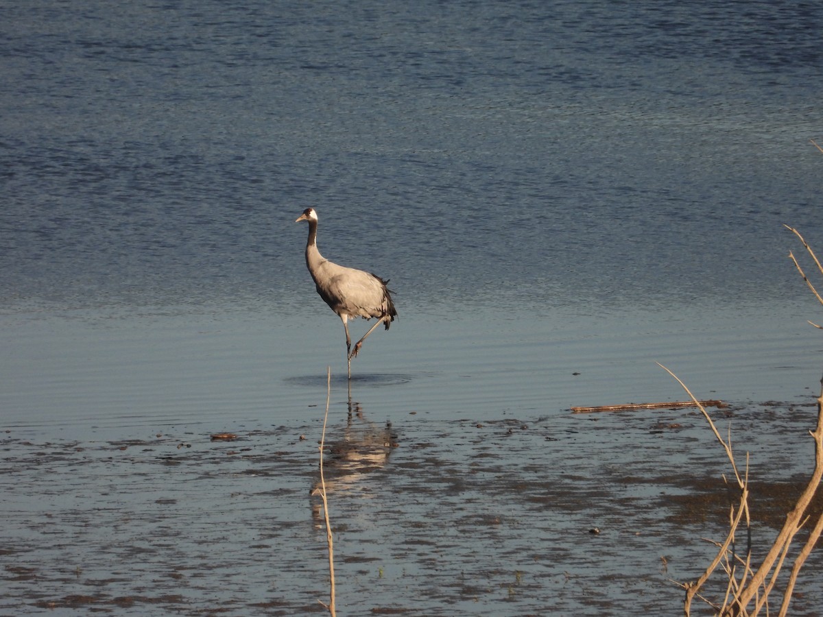 Common Crane - ML645277224