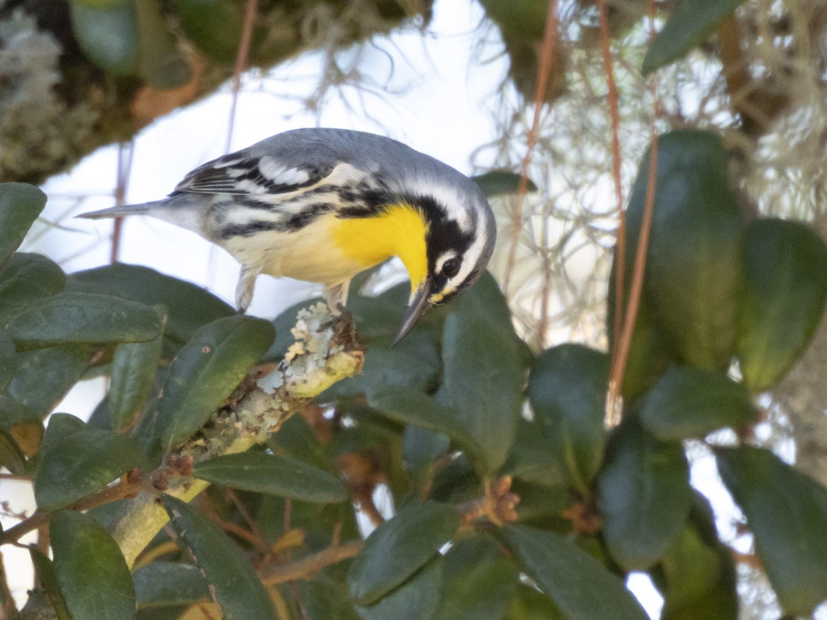 Goldkehl-Waldsänger - ML645277226