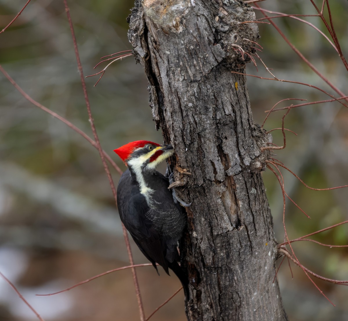 Pileated Woodpecker - ML645277230