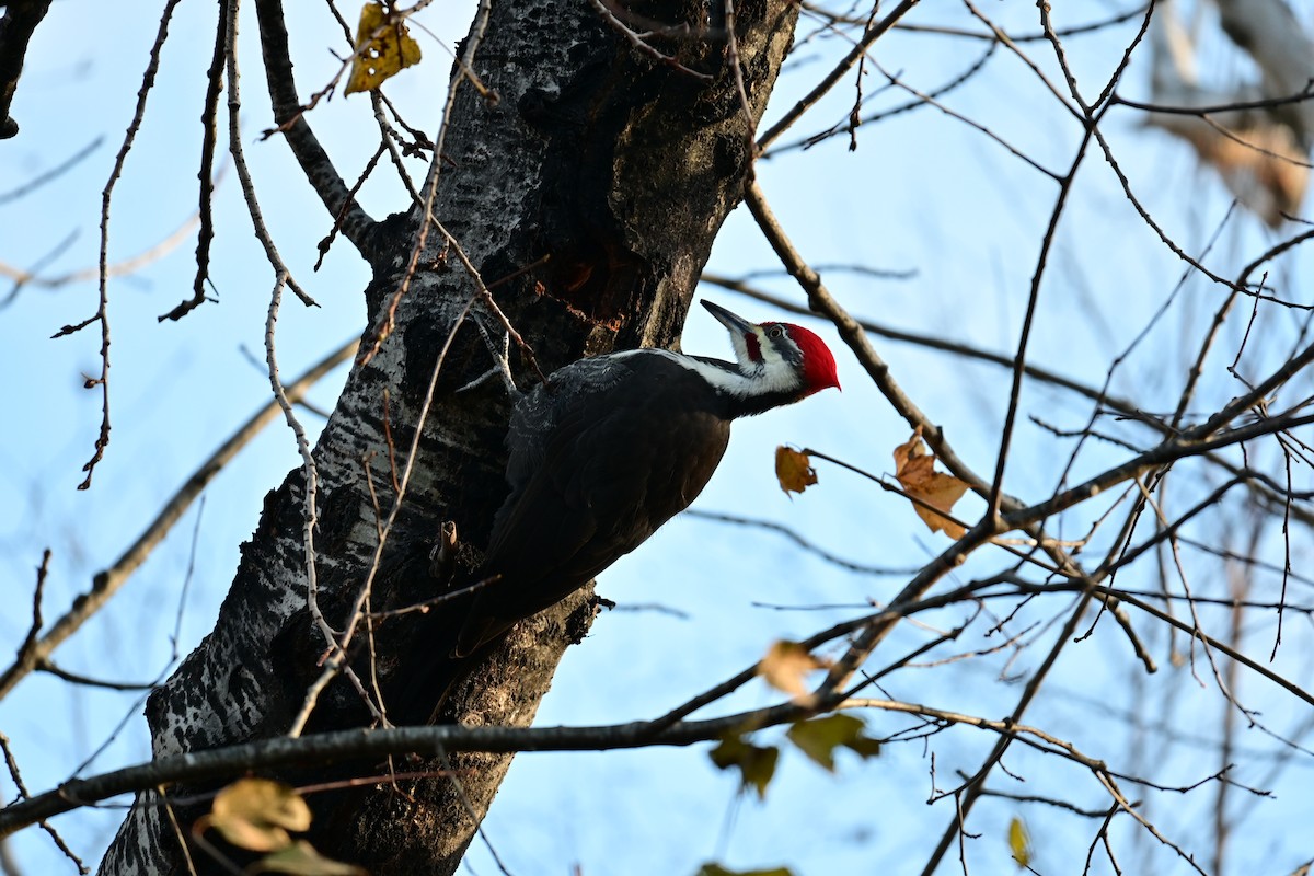 datel chocholatý - ML645277231