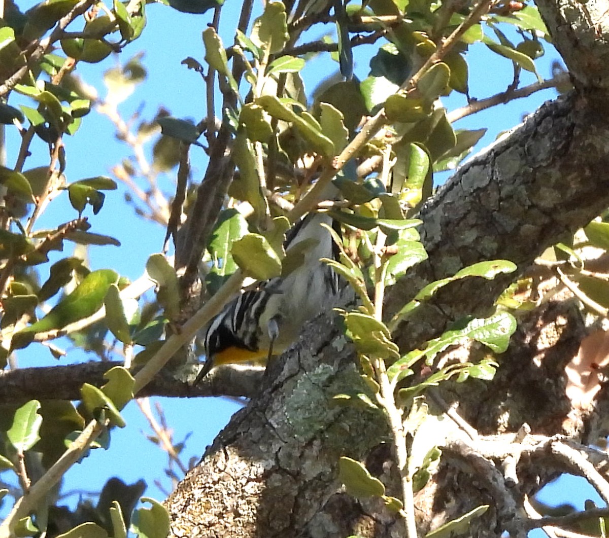 Goldkehl-Waldsänger - ML645277234