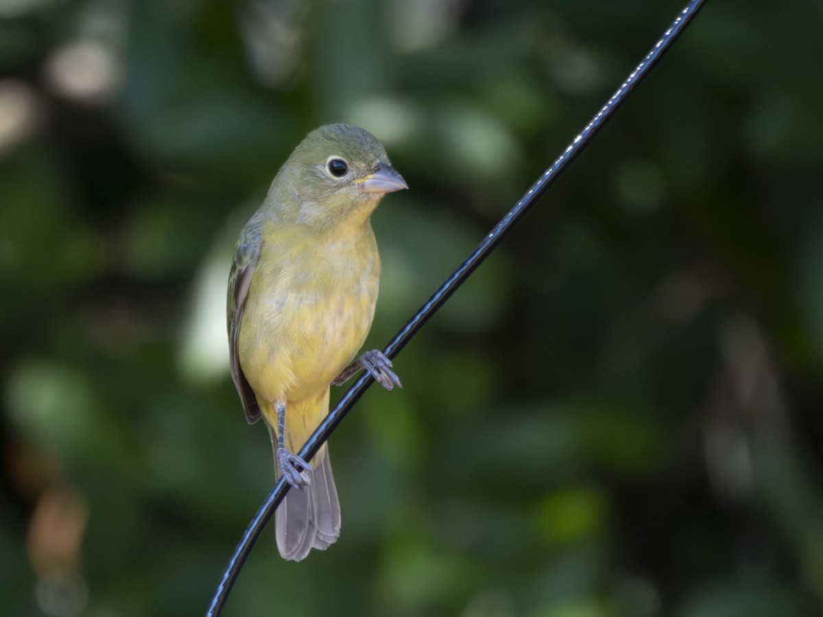 Painted Bunting - ML645277241