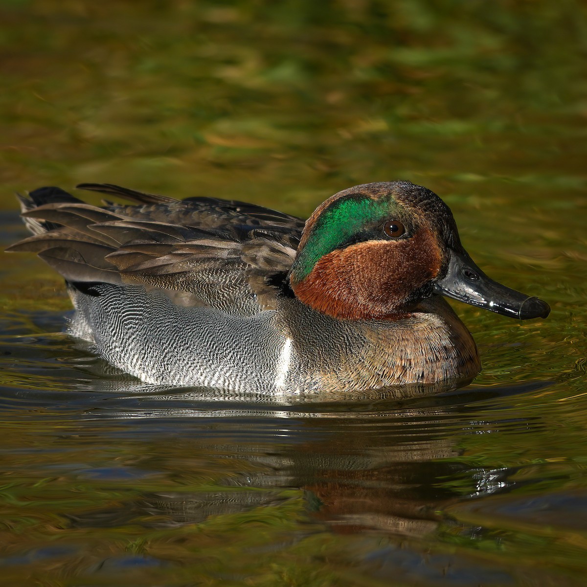 Green-winged Teal - ML645277242