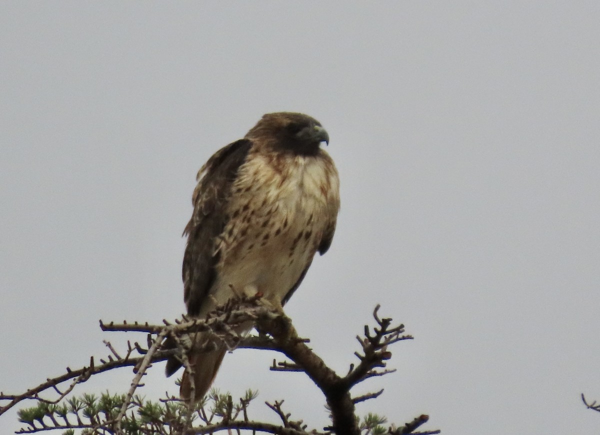 Red-tailed Hawk - ML645277243