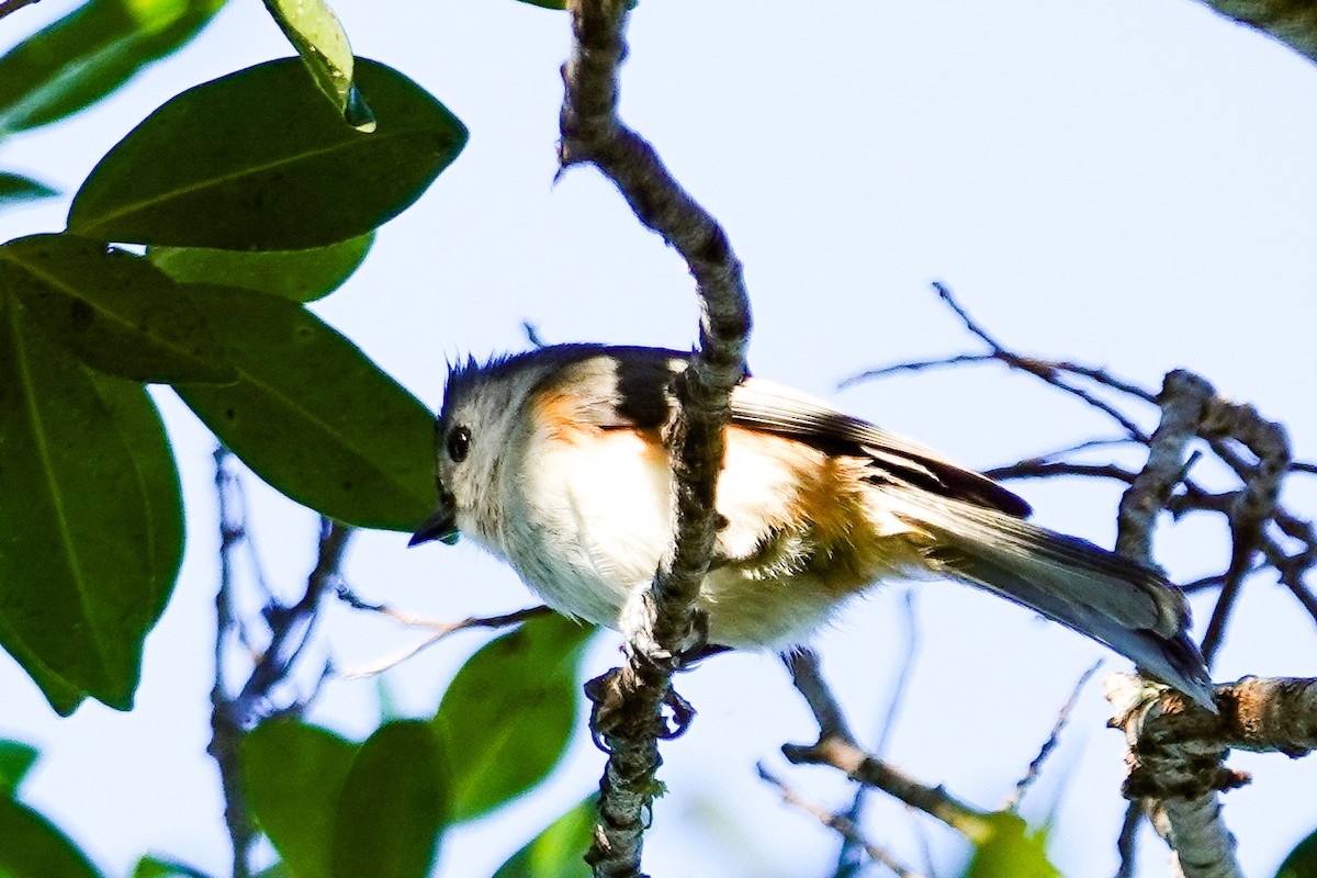 Tufted Titmouse - ML645277244
