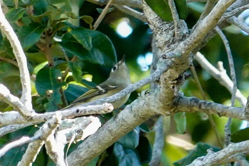 Ruby-crowned Kinglet - ML645277245