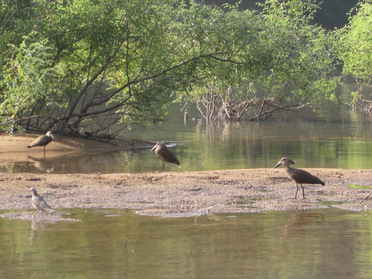 Mourning Collared-Dove - ML645277246