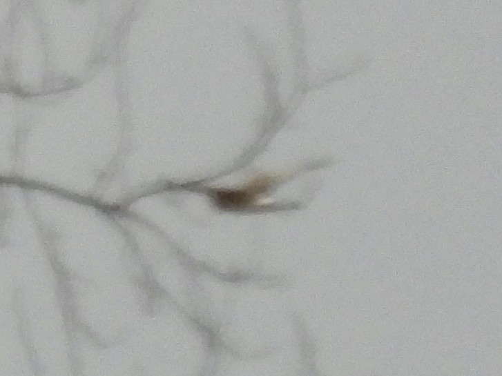 Northern Harrier - ML645277247