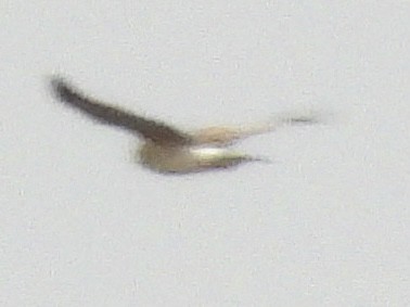 Northern Harrier - ML645277248