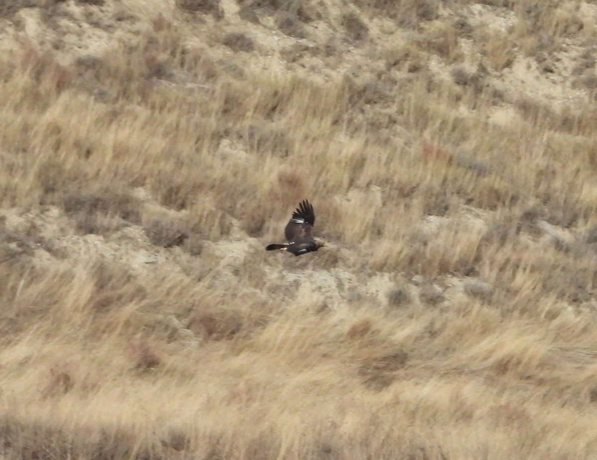 Golden Eagle - ML645277251