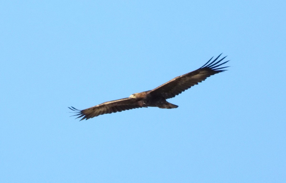 Golden Eagle - ML645277252